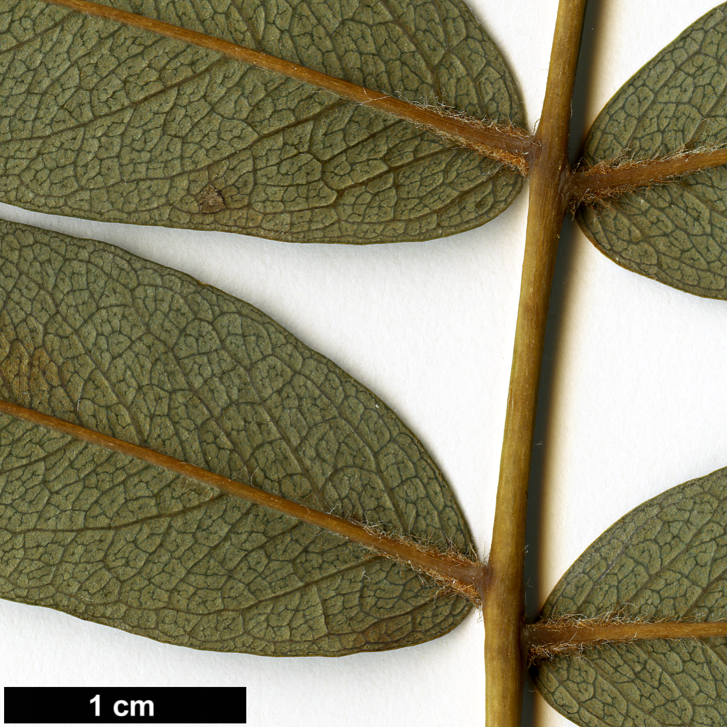 High resolution image: Family: Rosaceae - Genus: Sorbus - Taxon: KR 3647B (sect. discolores)